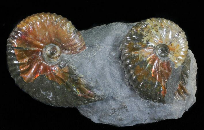 Iridescent Hoploscaphities Ammonite Pair - South Dakota #60230